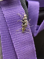 Chlorophorus macaumensis