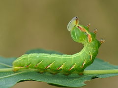 Peridea anceps