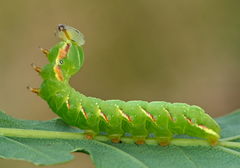 Peridea anceps