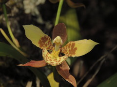 Rhynchostele maculata oestlundiana