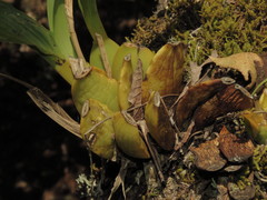 Rhynchostele maculata oestlundiana
