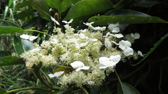 Hydrangea integrifolia