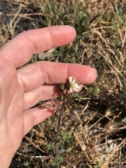 Hemizonia congesta luzulifolia