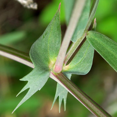Lathyrus pauciflorus