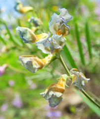 Lathyrus pauciflorus