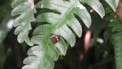 Alampla arcifraga
