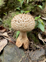 Amanita macrocarpa