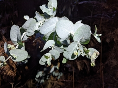 Eucalyptus cordata