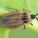 Hairy Lacebug - Photo (c) Gilles San Martin, some rights reserved (CC BY-SA), uploaded by Gilles San Martin