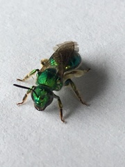 Augochloropsis viridula