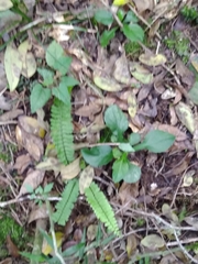 Exostigma notobellidiastrum