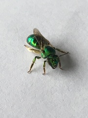 Augochloropsis viridula