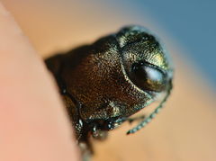Agrilus convexicollis