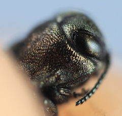 Agrilus convexicollis