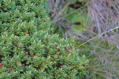 Veronica topiaria