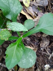 Exostigma notobellidiastrum
