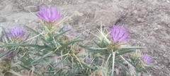 Centaurea calcitrapa