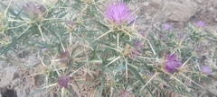 Centaurea calcitrapa