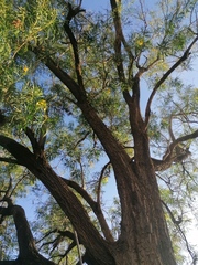 Astianthus viminalis