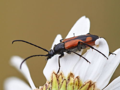 Dvijuostis Grakštenis nuotrauka