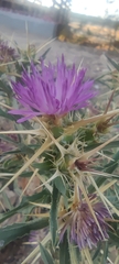 Centaurea calcitrapa