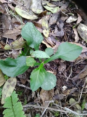 Exostigma notobellidiastrum
