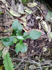 Exostigma notobellidiastrum