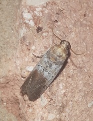 Chararica hystriculella