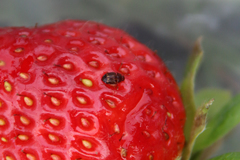 Stelidota geminata