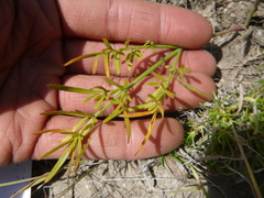 Perideridia bolanderi