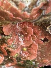 Integripelta