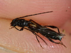 Molorchus umbellatarum