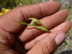 Perideridia bolanderi