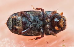Scolytus intricatus