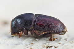 Scolytus intricatus
