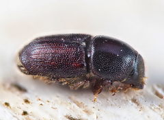 Scolytus intricatus