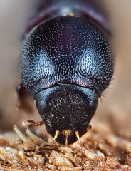 Scolytus intricatus