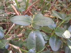 Carissa bispinosa