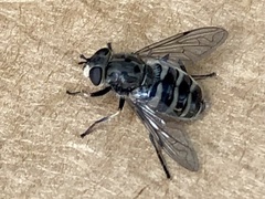 Helophilus bottnicus