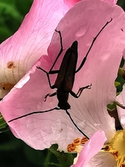 Stenurella melanura