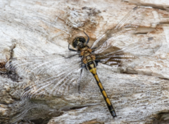 Leucorrhinia borealis