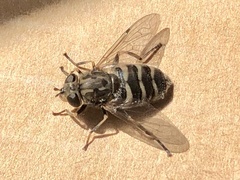 Helophilus bottnicus