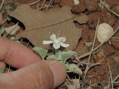 Dichondra nivea