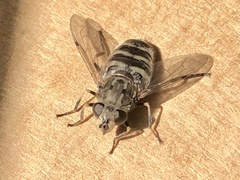 Helophilus bottnicus