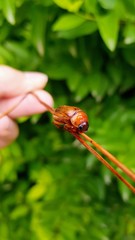 Cyclocephala putrida