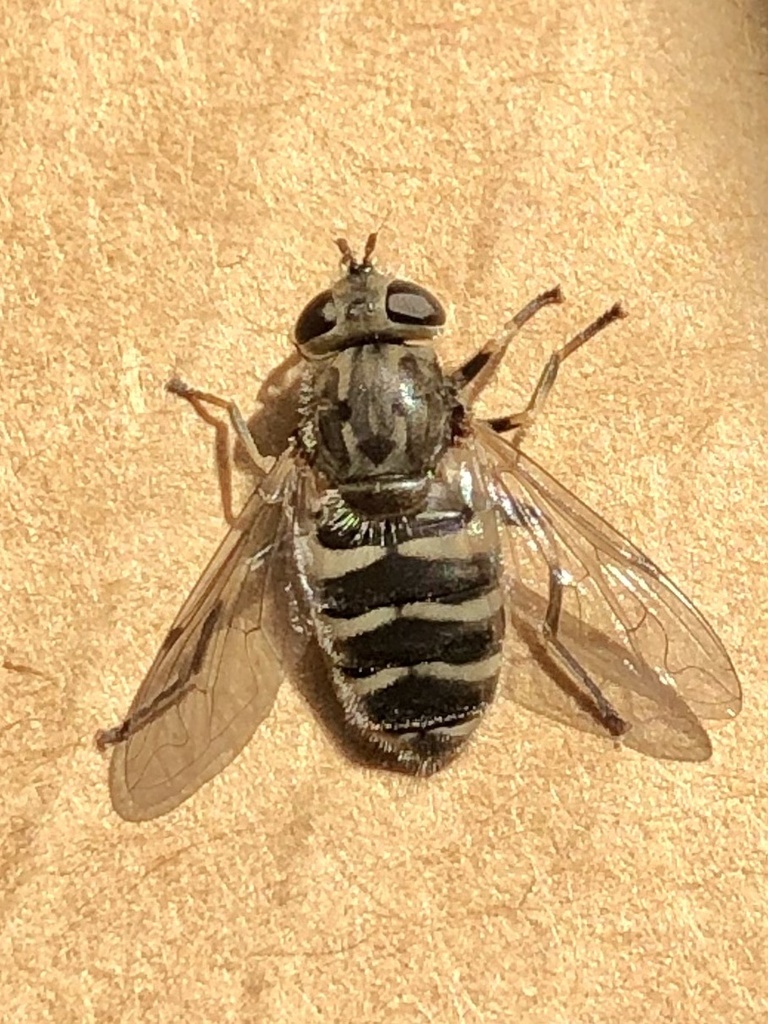 Gray-banded Marsh Fly