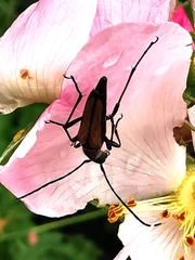 Stenurella melanura