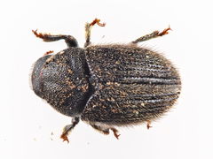 Hylesinus toranio