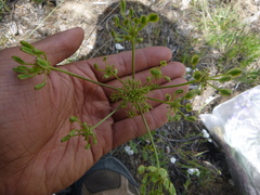 Lomatium dissectum