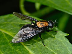 Clitellaria ephippium